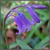 Bluebell - from irishwildflowers.ie