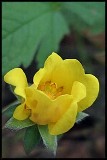 Cinquefoil - from irishwildflowers.ie